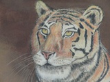Item 30A Tiger Sitting--Detail