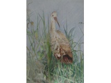 Item 48 Limpkin, 13 by 18, colored pencil, 2009