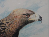 Item 57 Golden Eagle at Silver Springs, 10 by 8, colored pencil on paper, crica 1994