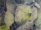 Item 71 Cabbage IV, 13 by 9, watercolor, circa 1982