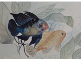 Item 94 Fish in Blue, 13.5 by 9.5, Watercolor, 1993